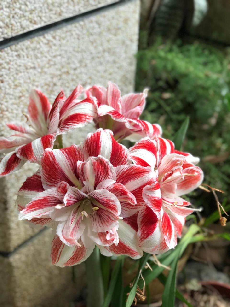 花蓮 達芙妮花園民宿 Ji'an Εξωτερικό φωτογραφία